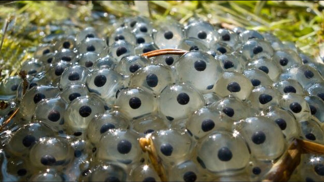 NANOROBOTICS: WHAT IT IS, WHAT IT CAN DO, AND HOW IT CAN BECOME REALITY