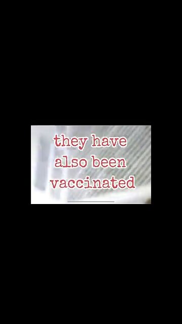 86 The Chicken VAXX ~ AUTOMATIC CHIX VACCINE MACHINE
