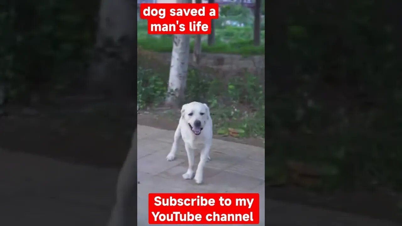 dog saved a man's life / собака спасла жизнь мужчине