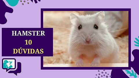 Como Cuidar de um HAMSTER - Dúvidas Frequentes Sobre os HAMSTERS