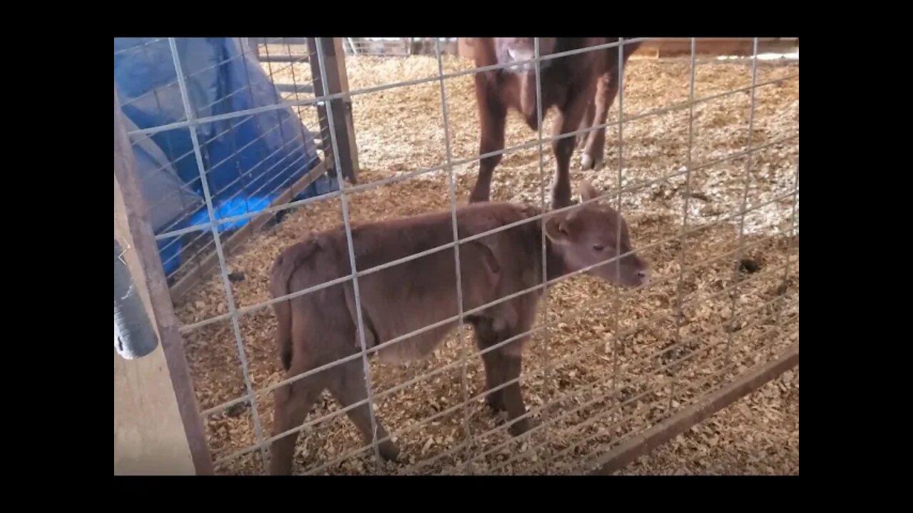 Grafting a Calf | Desperate Times | Old School Tricks