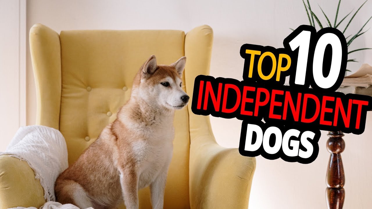 🐕 Independent Dogs – TOP 10 Dog Breeds You Can Leave Alone At Home