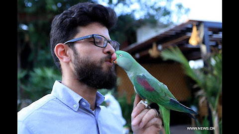 Talking Parrot and Cat