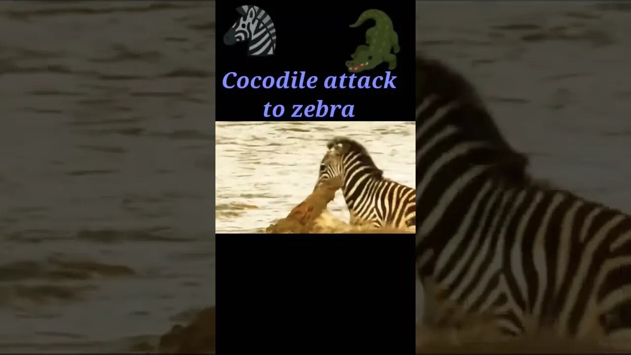 Cocodile attack to Zebra 🦓#shorts #shortvideo #youtubeshorts