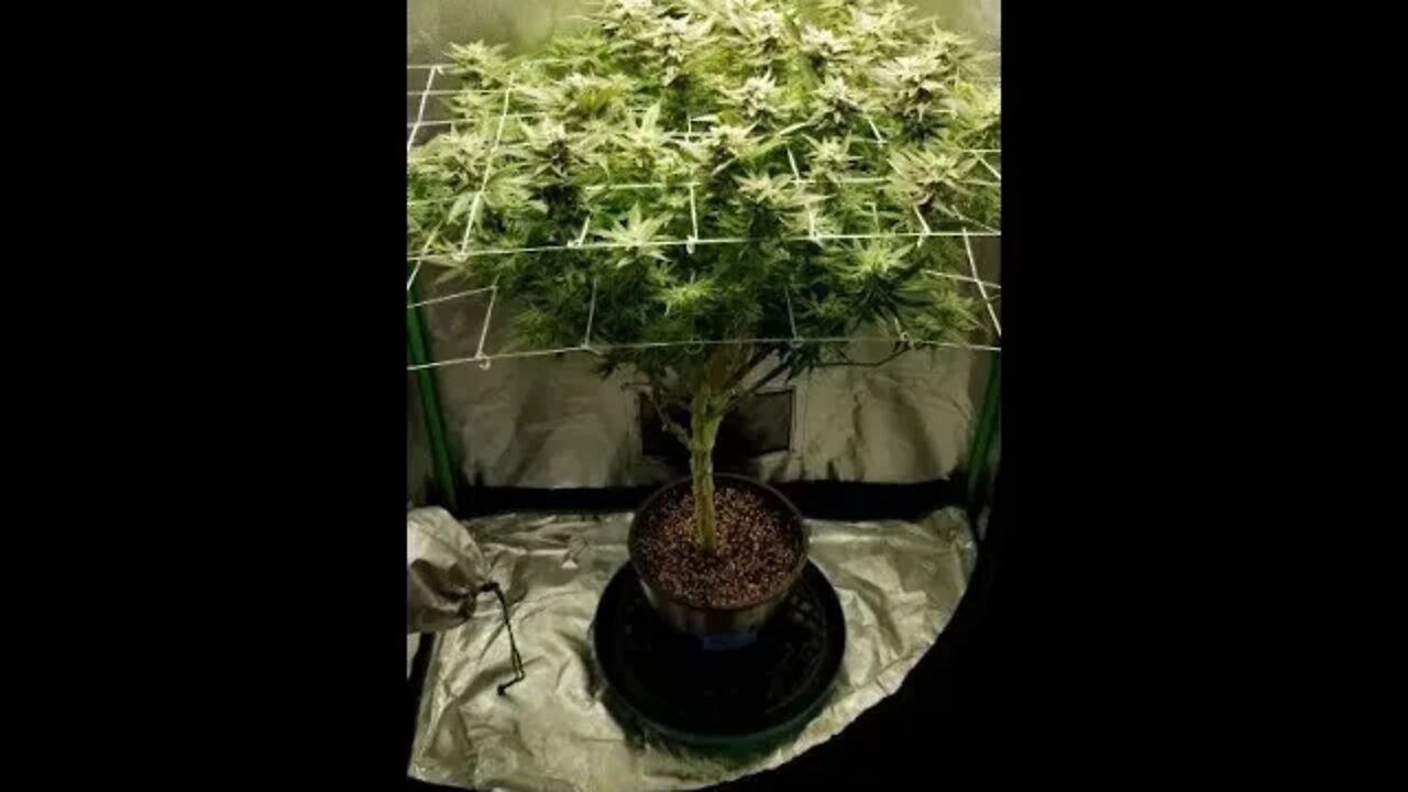 Seven Leaf Genetics "Leroy" Bx75 - BroGro Episode 8 Day 50 Flower