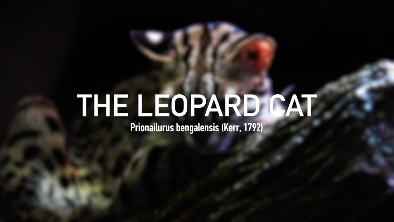 Leopard Cat (Prionailurus bengalensis)