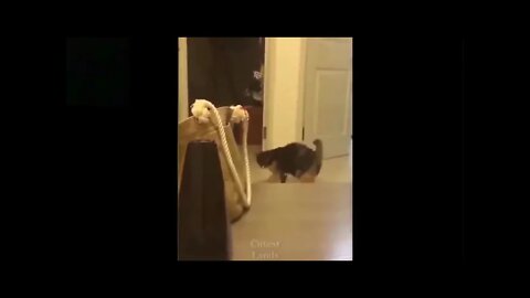 dog & cat confused