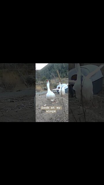 Geese flapping wings. Farm surveillance