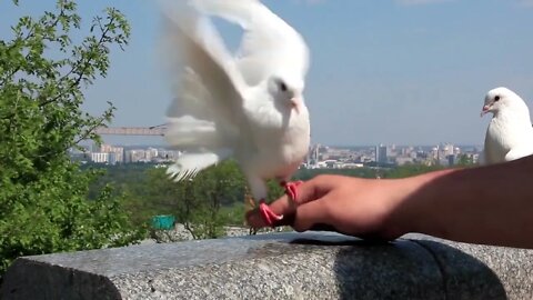 White peacock pigeon on hand