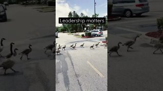 Leadership matters - even to ducks crossing the road. #leadership #shorts #funny #animals