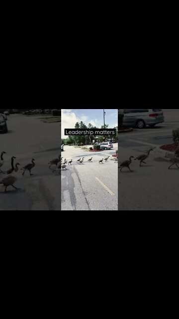 Leadership matters - even to ducks crossing the road. #leadership #shorts #funny #animals