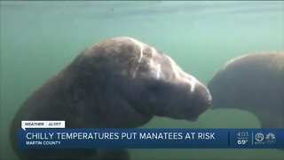 Cold temperatures put manatees at risk