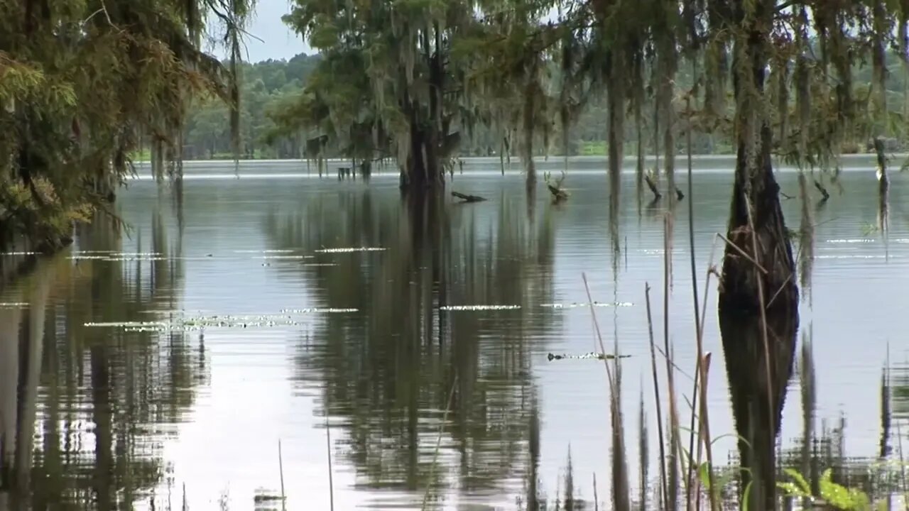 Bullfrog Lake - Nature Sounds 1HR for Relaxing Meditation Sleep White Noise ASMR