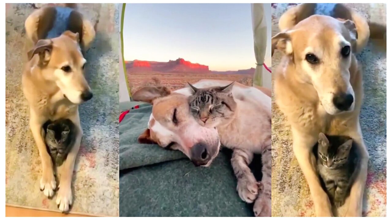 Cat and Dog Friendship Viral Video