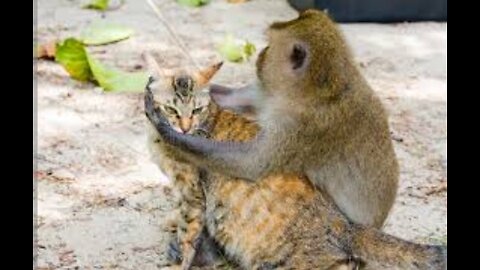 Animals funny😂😁🥰