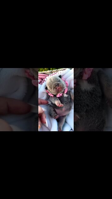 Cutie Heaven💝 #shorts #shortsfeed #clips #shortvideo