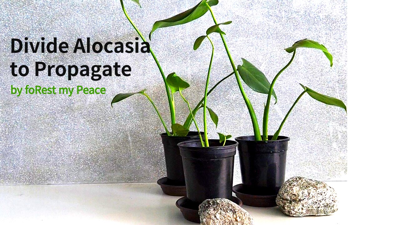 Propagate Alocasia plant by divide