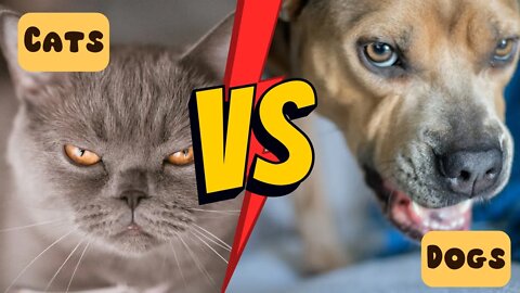 Cats Vs Dogs | The Love Hate Relation | Funny Video Compilation #2