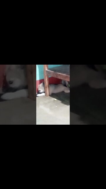 puppy #shorts #puppy #dogs