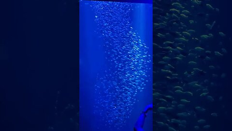 Cool fish-nado effect! #shorts #aquarium #fish #nature #wildlife #fishing