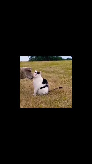 "NO! No kissing! I'm compromised!" #shorts #shortsfeed #shortvideo #clips