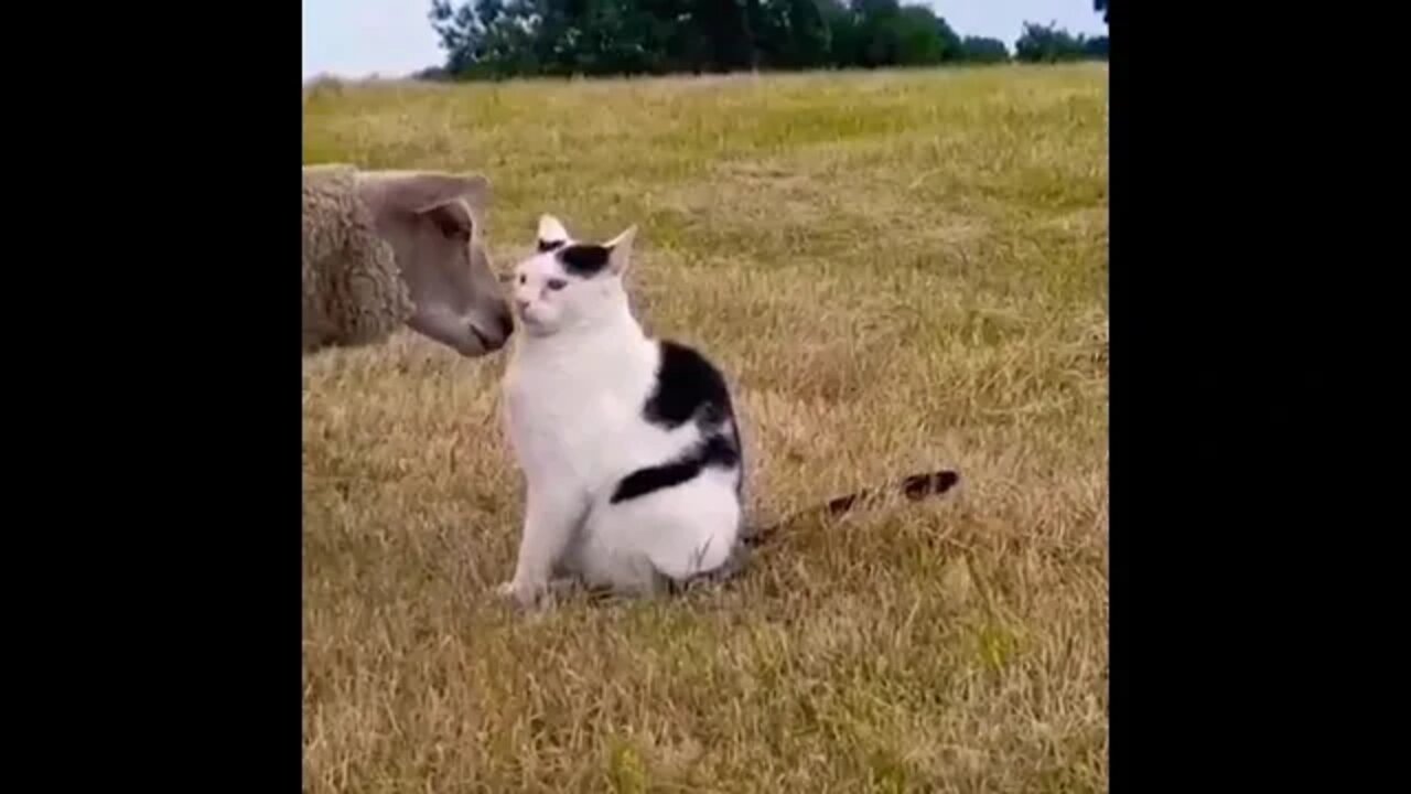 "NO! No kissing! I'm compromised!" #shorts #shortsfeed #shortvideo #clips