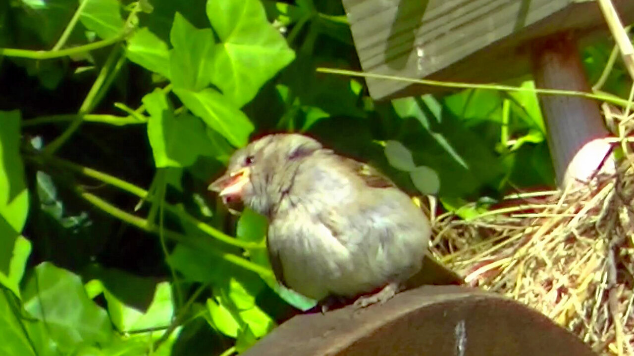 IECV NV #665.5 - 👀 House Sparrow Sun Bathing I Hope🐤7-2-2018