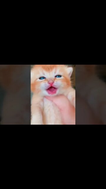 Kitten Meowing
