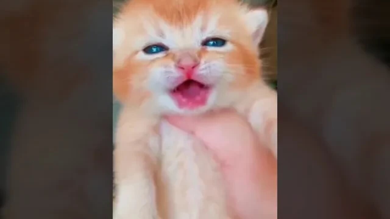 Kitten Meowing