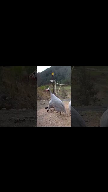 Spying on guinea fowl - Lavender guinea fowl