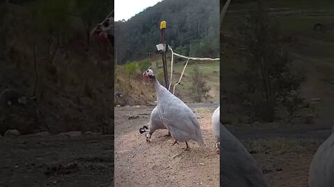 Spying on guinea fowl - Lavender guinea fowl