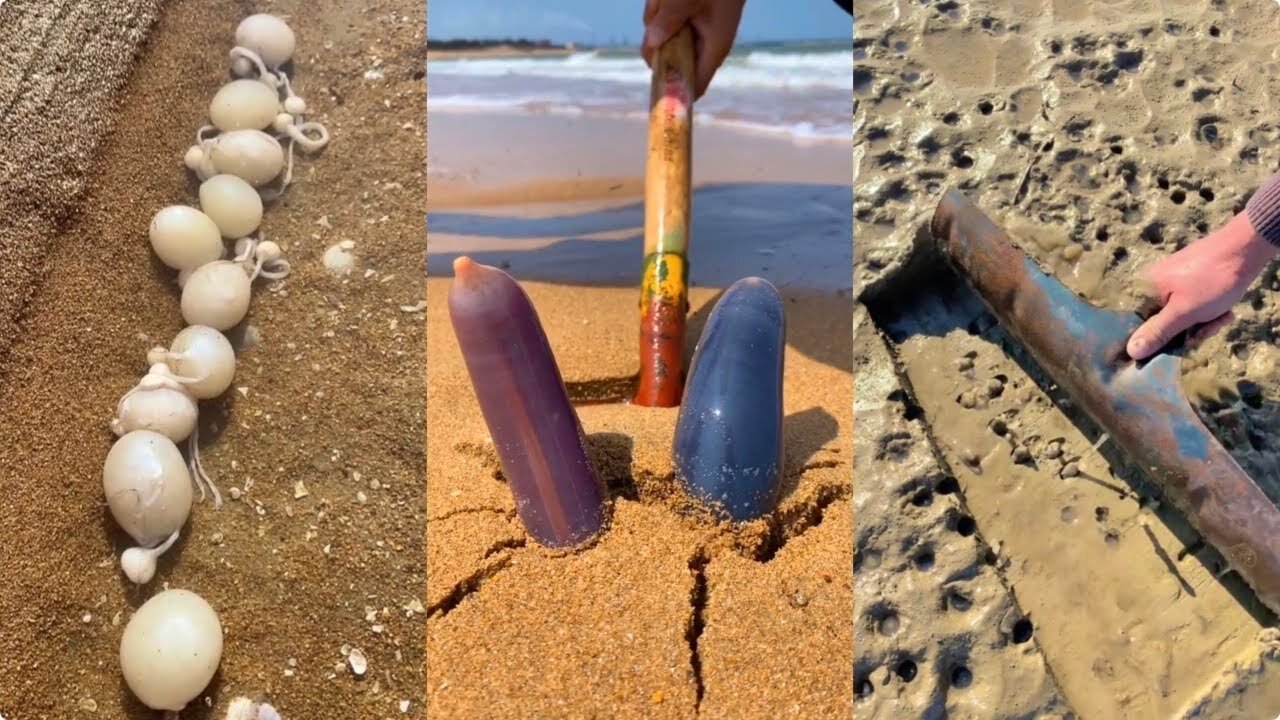 Activities of Chinese Fishermen Hunting Various Sea Animals around the Beach 🐙 Sea Creatures