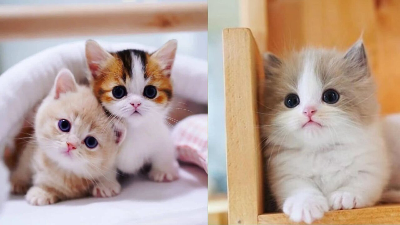 Cute Kittens cute cats