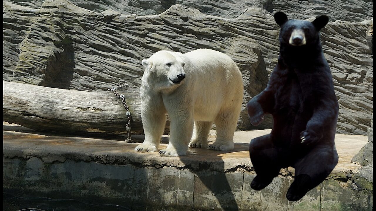 We found grizzly, black and polar bears together for the first time.