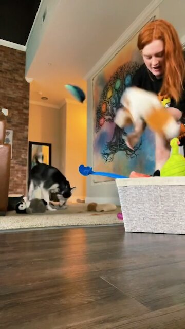 DOG CHEWS ON MY STUFF INSTEAD OF HER TOYS! ITS RAINING TOYS!!