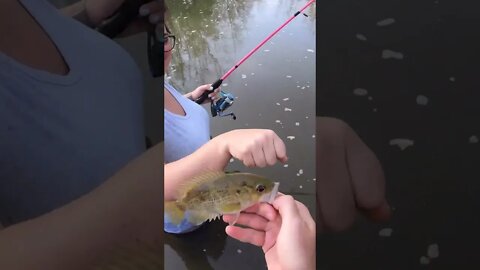 Husband and wife go fishing in ohio creek for rock bass