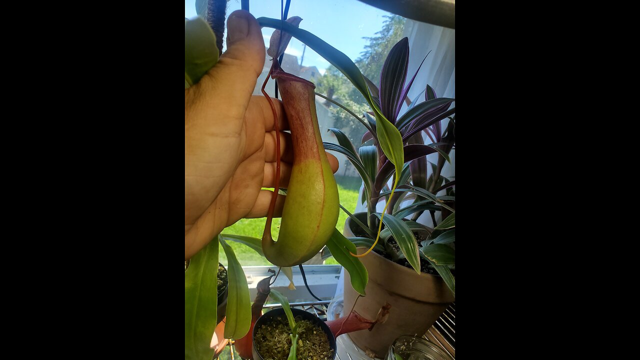 Plant addiction = buying plants on lunch break 😅