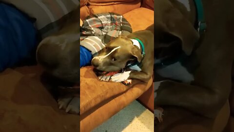 at 11 pm he wants to chew. #einsteinsbackyard #shorts #pitbulls #dog #arizona #pittiesofyoutube #pet