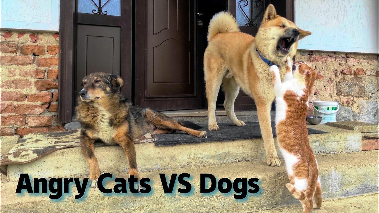 Angry Cats VS Dogs Funny Compilation 2023