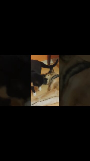 Mustache Cat Came In Like A Wrecking Ball #shorts