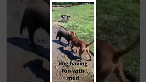 🐱‍🐉🐱‍👓🐱‍👤👍 dog having fun with mud 😂😂😁🤣😍