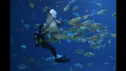 Sea world with the sound of the sky.