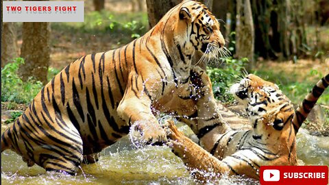 Two Tiger playing in Water