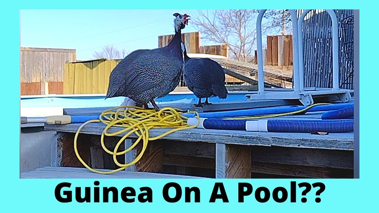 Great Guinea Fowl Escape