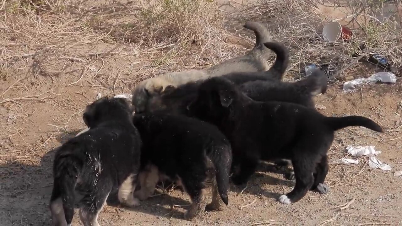 puppy feeding - 4