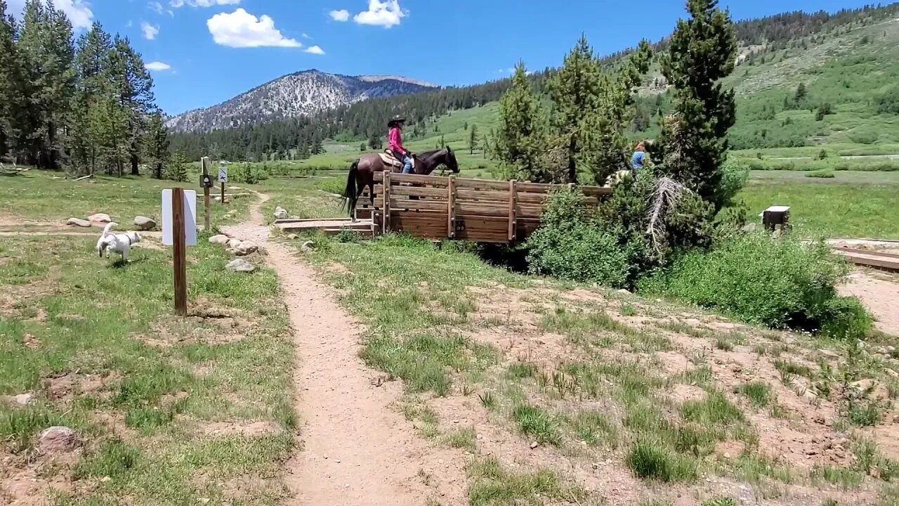 [jack Russell Terrier] Ares found two horses on the trail