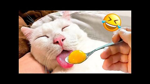 Funniest Dogs And Cats Videos 😅 - Best Funny