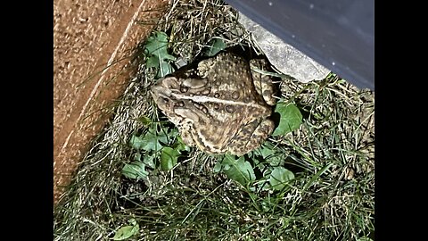 Hungry Toad