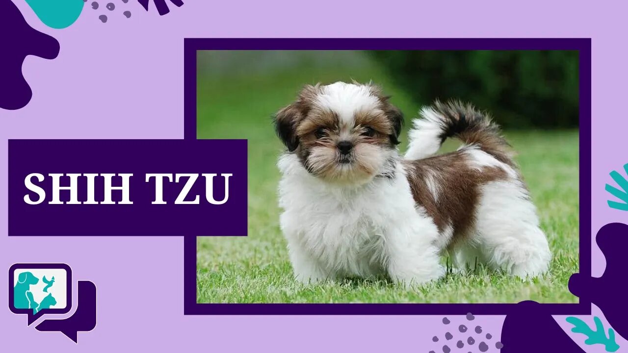 SHIH TZU: TUDO SOBRE A RAÇA