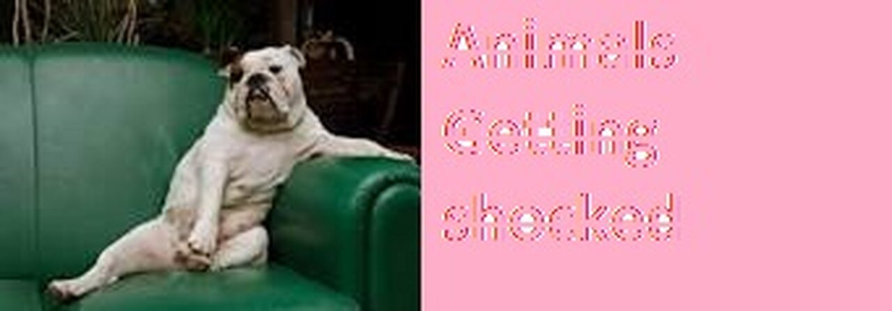 Funny Animal Video